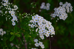 Spiraea cinerea