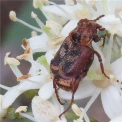 Valgus canaliculatus