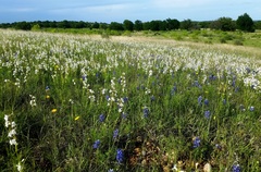 Penstemon guadalupensis