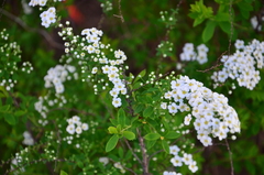 Spiraea cinerea