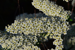 Spiraea cinerea