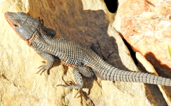 Ninurta coeruleopunctatus