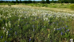 Penstemon guadalupensis