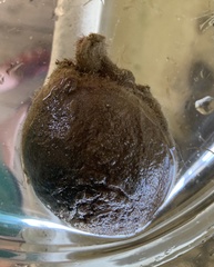 Sandy-Skinned Tunicate photo 3