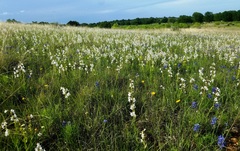 Penstemon guadalupensis