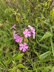(c) Daniel McClosky, some rights reserved (CC BY) Phlox ovata, photograph (c) Daniel McClosky, some rights reserved (CC BY)