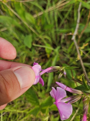 Phlox ovata, photograph 5