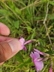 (c) Daniel McClosky, some rights reserved (CC BY) Phlox ovata, photograph (c) Daniel McClosky, some rights reserved (CC BY)