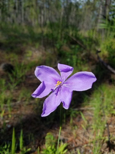 Image of Salpingostylis caelestina by (c) Scott Ward, some rights reserved (CC BY)