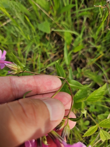 Phlox ovata, photograph 6