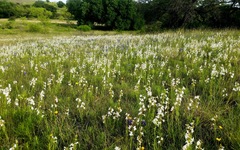 Penstemon guadalupensis