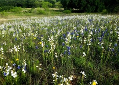 Penstemon guadalupensis
