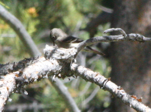 iNaturalist observation photo of Western Wood-Pewee