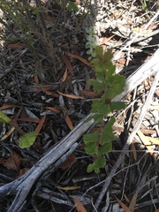 Rhoicissus tridentata tridentata