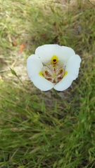 Calochortus superbus
