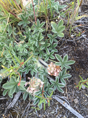 Trifolium andersonii