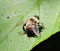 Eristalini