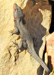 Ninurta coeruleopunctatus