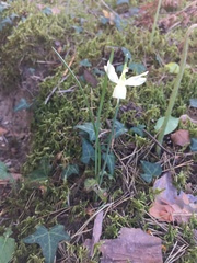 Narcissus triandrus