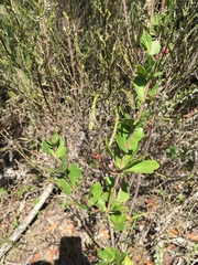 Rhoicissus tridentata tridentata