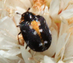 Anthrenus lepidus