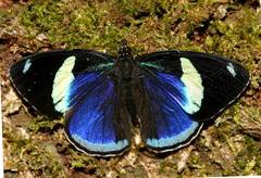 Diaethria clymena