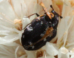Anthrenus lepidus