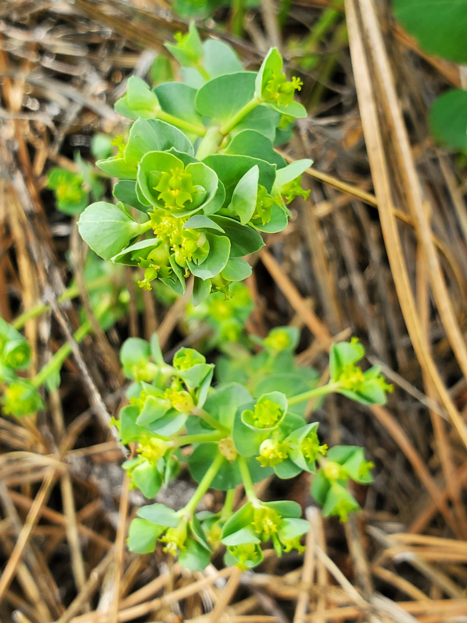 Euphorbia brachycera