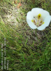 Calochortus superbus