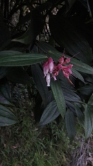 Cavendishia pubescens