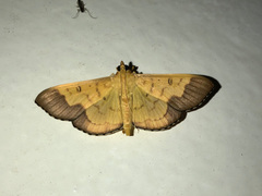 Meroctena staintonii