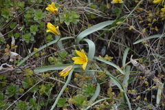 Tulipa uniflora