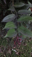 Cavendishia pubescens