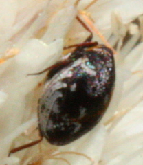 Anthrenus lepidus