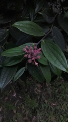 Cavendishia pubescens