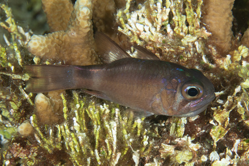 Banda cardinalfish (Nectamia bandanensis) — Apogonidae — 3