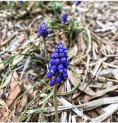 Muscari armeniacum