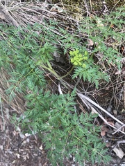 Lomatium dissectum