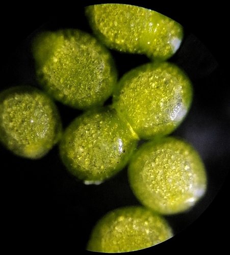 Image of Wolffia arrhiza by no rights reserved