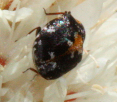 Anthrenus lepidus