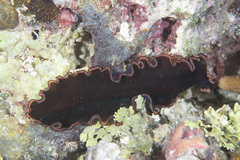 Pseudobiceros splendidus