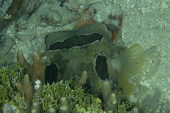 Diodon liturosus