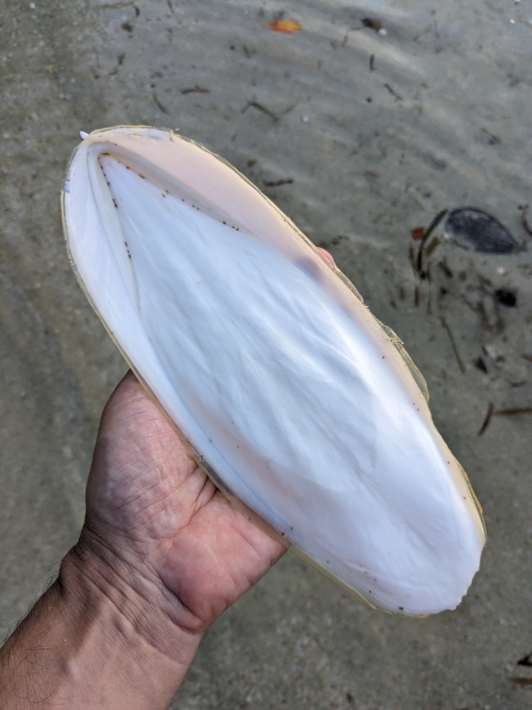 Broadclub Cuttlefish
