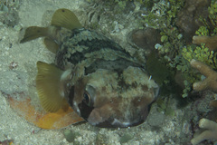 Diodon liturosus