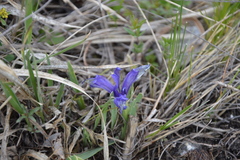 Iris ruthenica