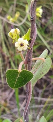 Oxypetalum appendiculatum