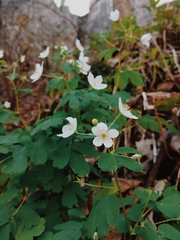 Isopyrum thalictroides