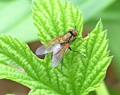 Hydrophoria lancifer