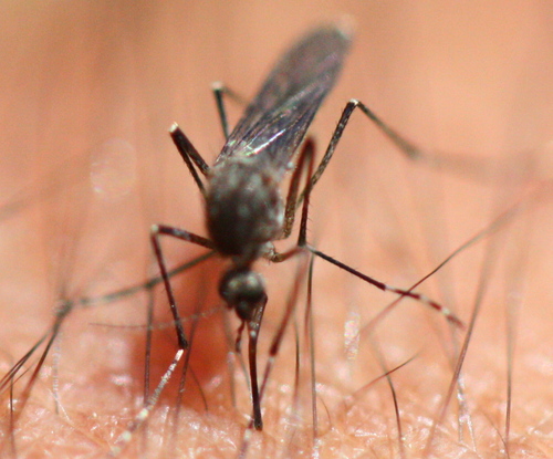 Culicidae