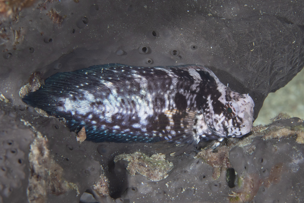 Hosokawa's Coral Blenny